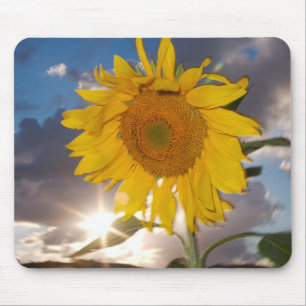 Hybrid sunflower blowing in the wind at dusk mouse pad