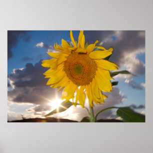 Hybrid sunflower blowing in the wind at dusk poster