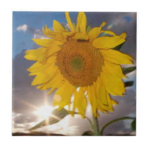 Hybrid sunflower blowing in the wind at dusk tile