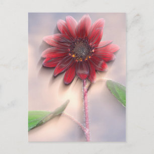 Hybrid sunflower blowing in the wind postcard