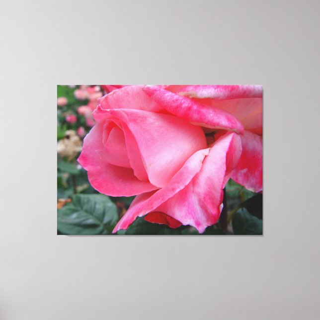 Hybrid Tea Rose Barbara Bush On Canvas Print (Front)