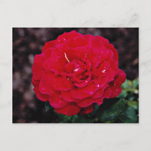 Hybrid Tea Rose 'Mister Lincoln' White flowers Postcard