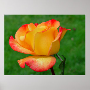 Hybrid Tea Rose Rio Samba Poster