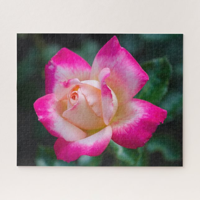 Hybrid Tea Rose Rose Photo Jigsaw Puzzle (Horizontal)