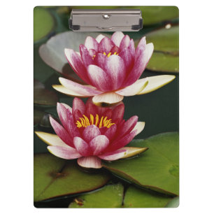 Hybrid water lilies clipboard