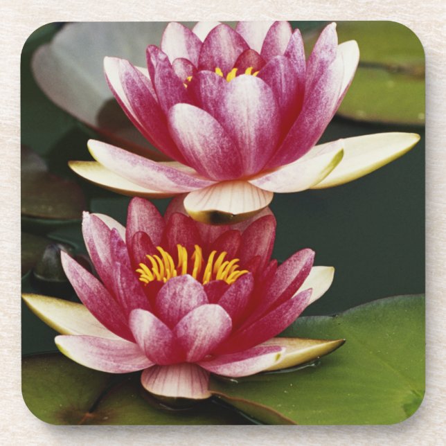 Hybrid water lilies coaster (Front)