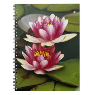 Hybrid water lilies spiral notebook