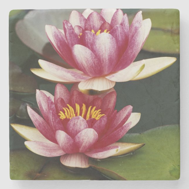 Hybrid water lilies stone coaster (Front)