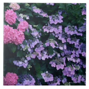 Hydrangea 3 tile