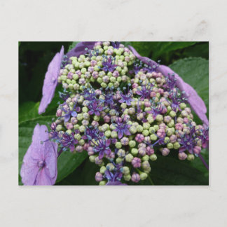 hydrangea　№4 postcard