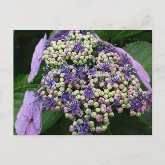 hydrangea　№4 postcard (Front)