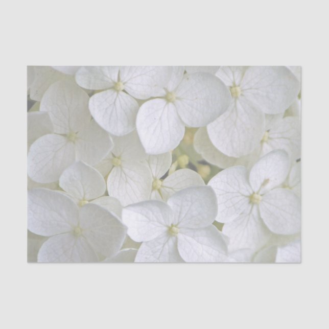 Hydrangea 6775 Tissue Paper (Front)