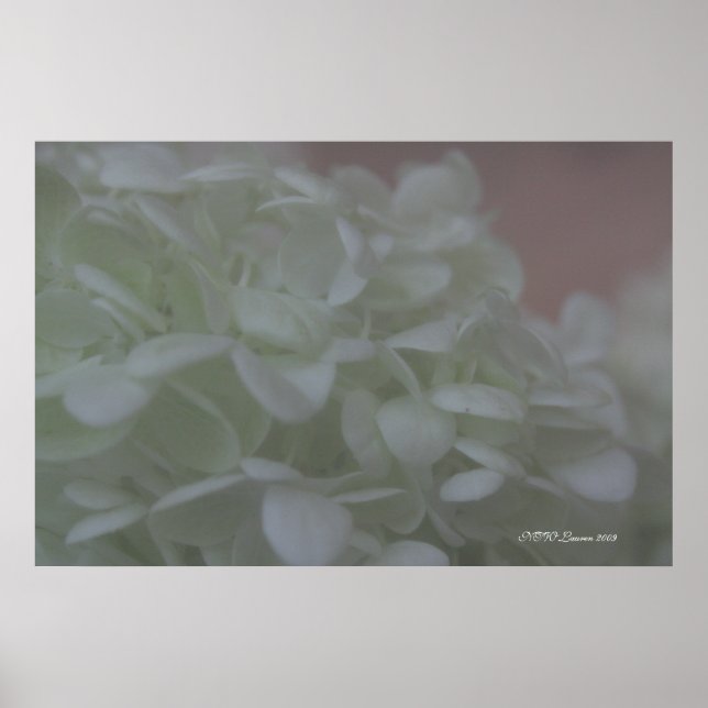 Hydrangea 6 poster (Front)