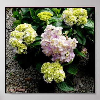 Hydrangea Big Daddy Poster