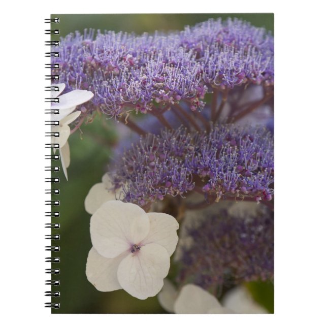 Hydrangea bloom, Dr. Sun Yat-Sen Chinese garden Spiral Notebook (Front)