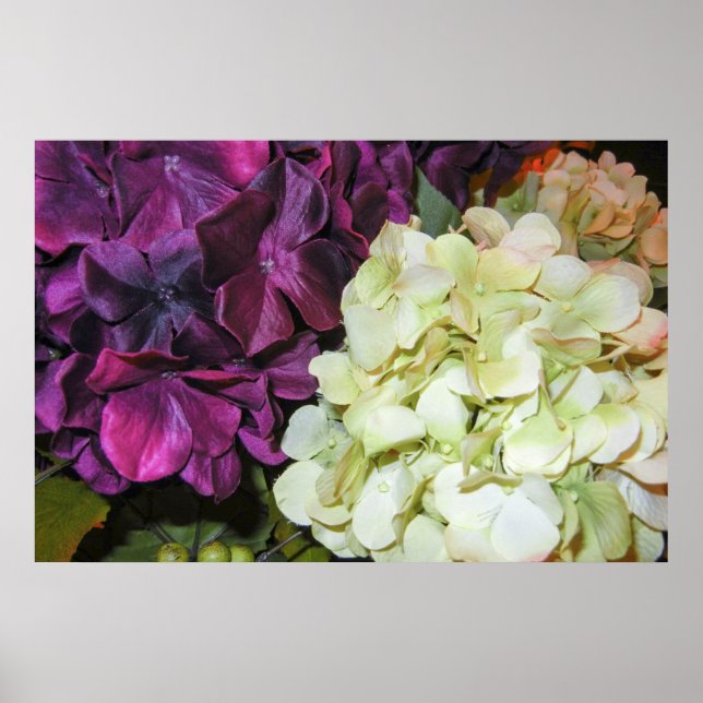 Hydrangea Blooms in Dark Purple & White Poster (Front)