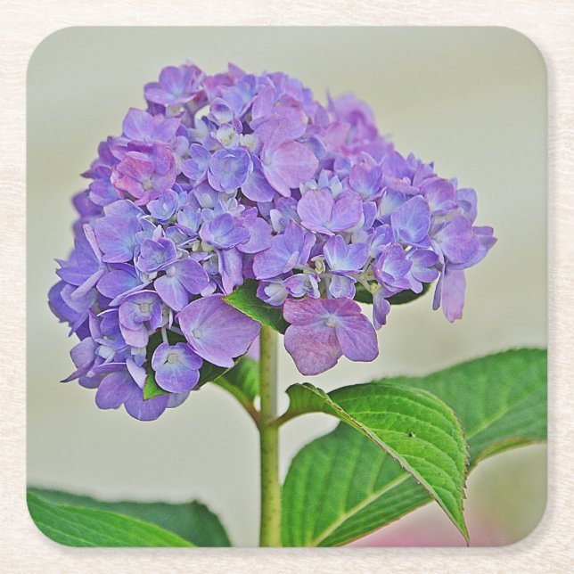 Hydrangea Blossom Party Coaster (Front)