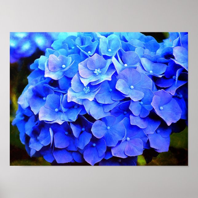 Hydrangea Blues Poster (Front)