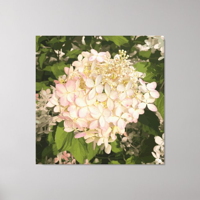 Hydrangea - Blush - Canvas Print (Front)