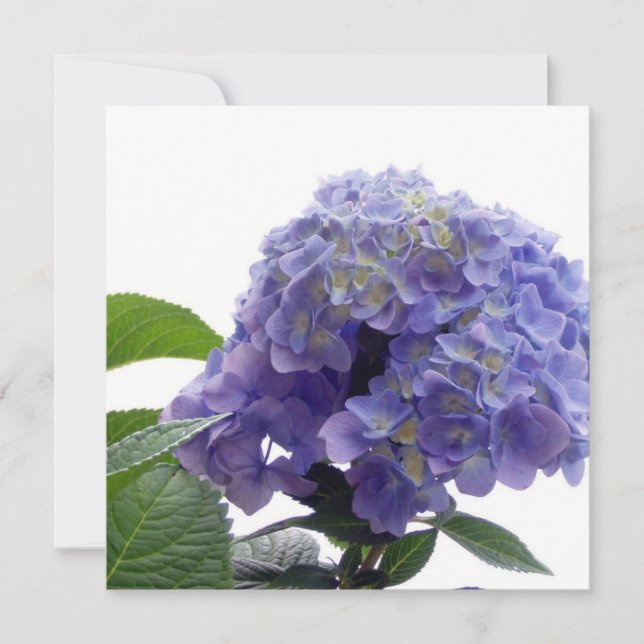 Hydrangea Bush Invitations (Front)