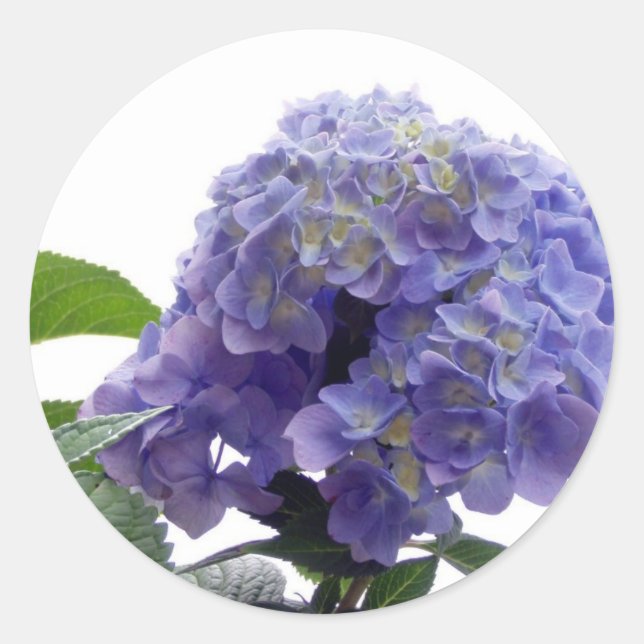 Hydrangea Bush Stickers (Front)