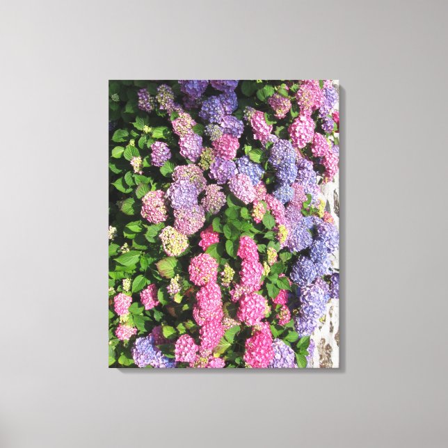 Hydrangea bush Toile tendue Canvas Print (Front)