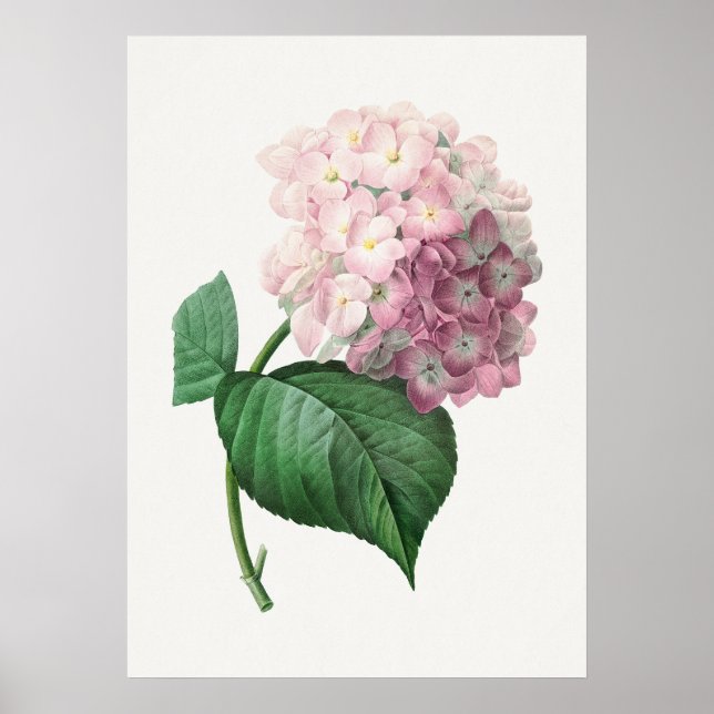 Hydrangea by Pierre-Joseph Redouté (1759–1840) Poster (Front)