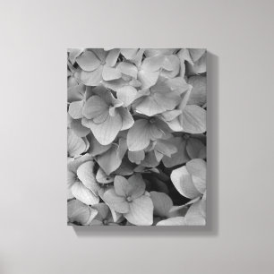 Hydrangea Canvas Print