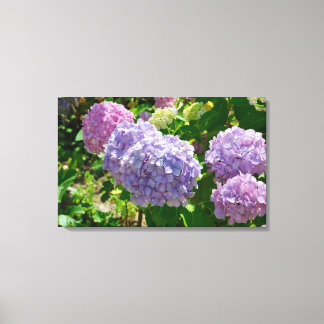 Hydrangea Canvas Print
