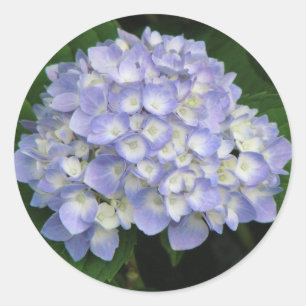 Hydrangea Classic Round Sticker