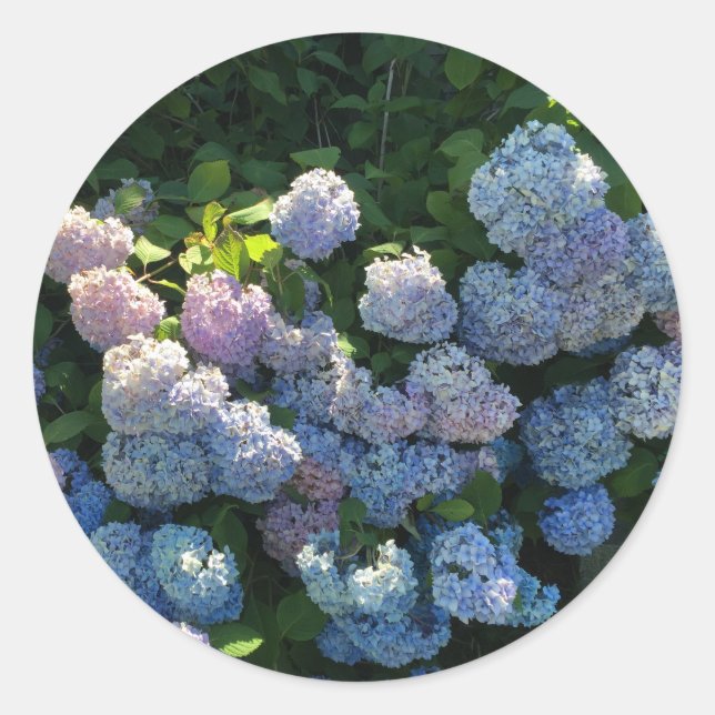 Hydrangea Floral Classic Round Sticker (Front)