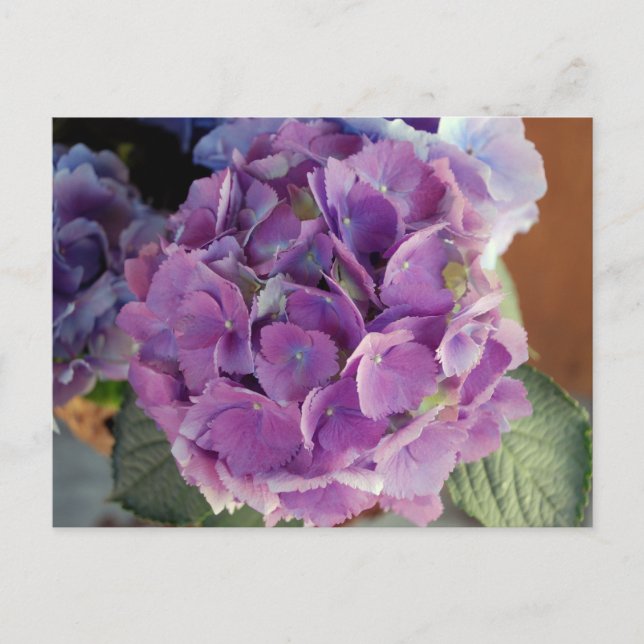 Hydrangea floral flower photo postcard (Front)