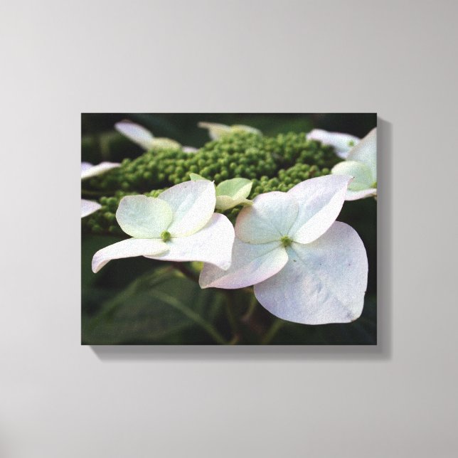 Hydrangea - Floral Photography - Canvas Print (Front)