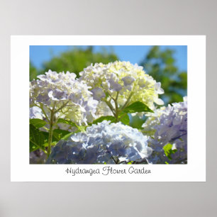 Hydrangea Flower Garden art prints
