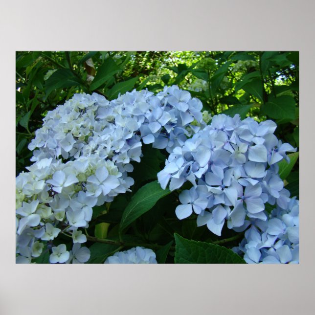Hydrangea Flower Garden art prints Blue Hydrangeas (Front)