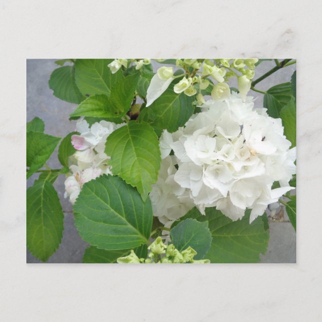 Hydrangea Flower Green White Nature Garden Plants Postcard (Front)