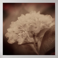 Hydrangea Flower In Vintage Sepia