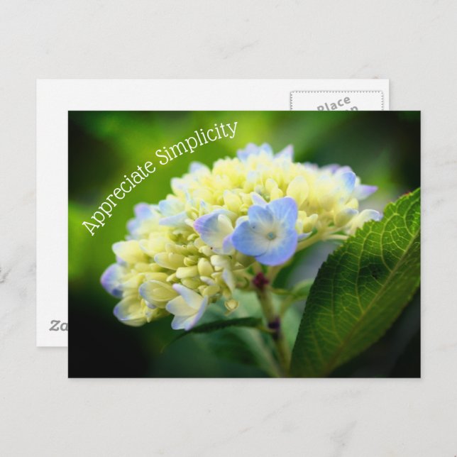 Hydrangea Flower Simplicity Inspirational  Postcard (Front/Back)