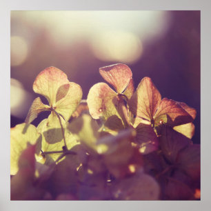 Hydrangea Flowers in Sunlight Purple Bokeh Poster