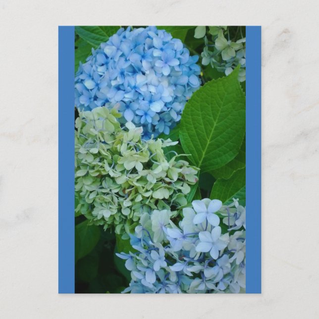 Hydrangea Flowers Postcard (Front)