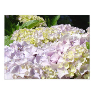 Hydrangea Garden Floral Photography art prints