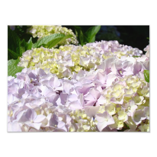 Hydrangea Garden Floral Photography art prints (Front)