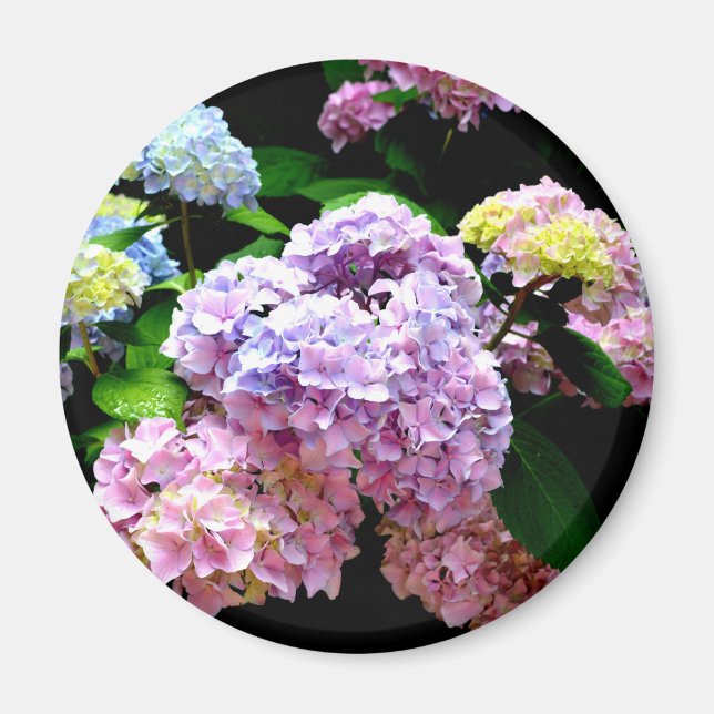 Hydrangea garden, pink, blue, purple floral magnet (Front)