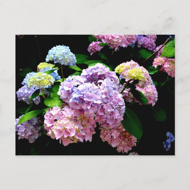 Hydrangea garden, pink, blue, purple floral postcard (Front)