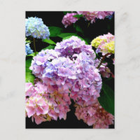 Hydrangea garden, pink, blue, purple floral