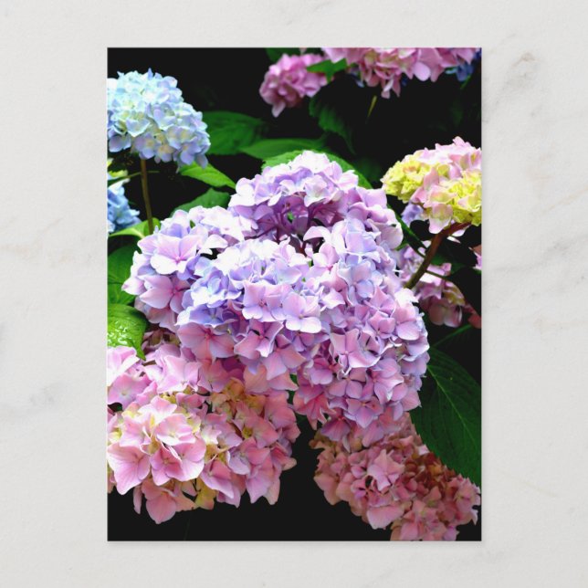 Hydrangea garden, pink, blue, purple floral postcard (Front)