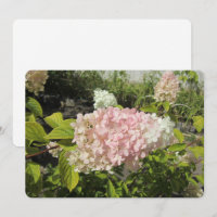 Hydrangea Grandiflora