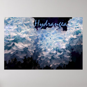 Hydrangea in Blue Poster