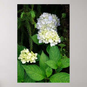 Hydrangea in the forest poster