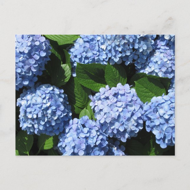 Hydrangea: Japan Postcard (Front)